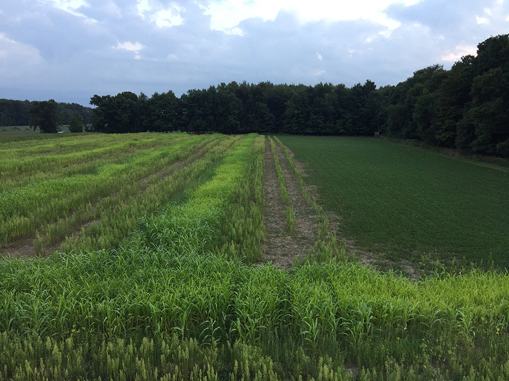 Jerrod Pung - A seven acre switchgrass spruce clover planting in Sebewa Township