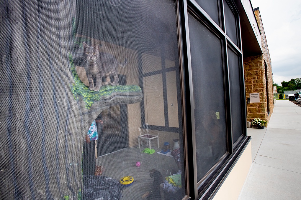 Civic & Municipal Construction - Ingham County Animal Shelter - Catio