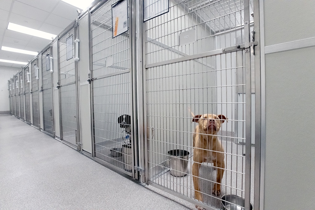 Civic & Municipal Construction - Ingham County Animal Shelter - Dog Kennels